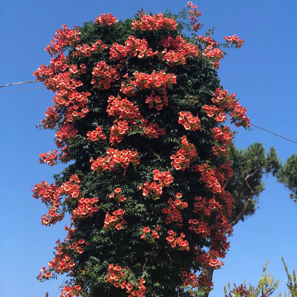 Meet your Posher, Leila